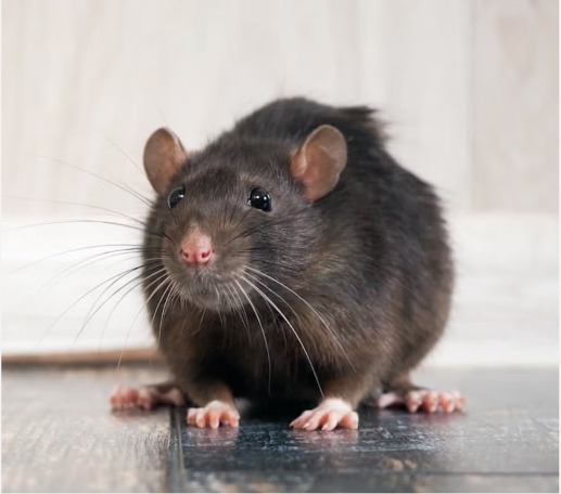 Kenali Hantavirus: Penyakit yang Ditularkan Hewan Pengerat